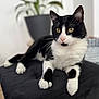 Fresh a rejoint le concours — aidez-le/la à gagner de superbes lots ! cat, black_and_white, pet, animal, indoor, cushion, plant, yellow_eyes, fur, whiskers, relaxed, feline, domestic_cat, portrait, closeup, potted_plant, home, resting, paw, curious