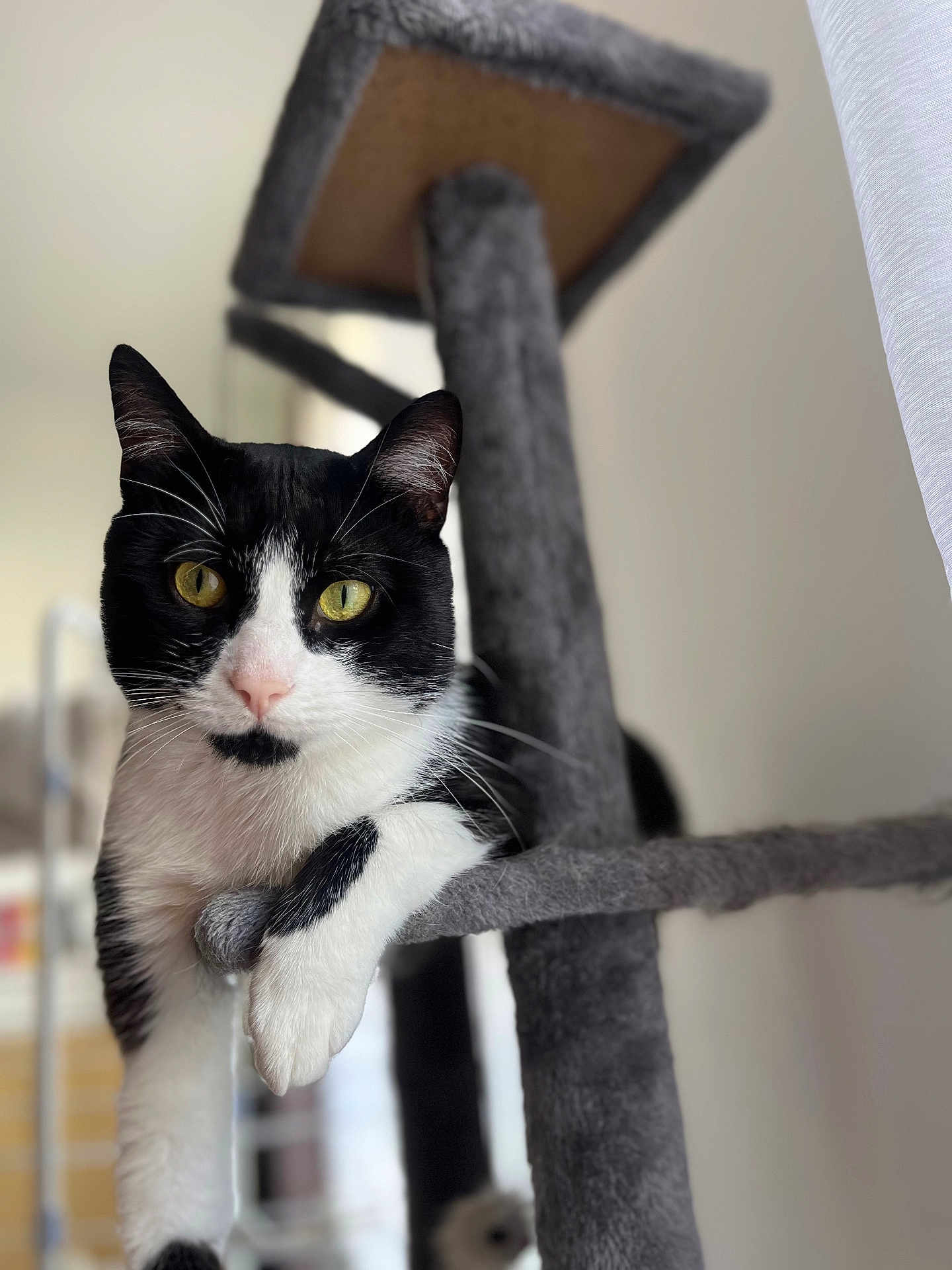 Fresh a rejoint le concours — aidez-le/la à gagner de superbes lots ! cat, black_and_white, pet, indoor, cat_tree, feline, whiskers, yellow_eyes, relaxed, paw, fur, close_up, animal, portrait, household, domestic, cute, resting, curious, soft_texture