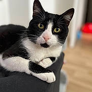 Fresh participe au concours pour gagner de l'argent avec cette photo : cat, black_and_white, pet, feline, animal, indoor, relaxed, close_up, whiskers, ears, eyes, fur, paw, sofa, domestic, cute, portrait, looking, resting, soft_focus