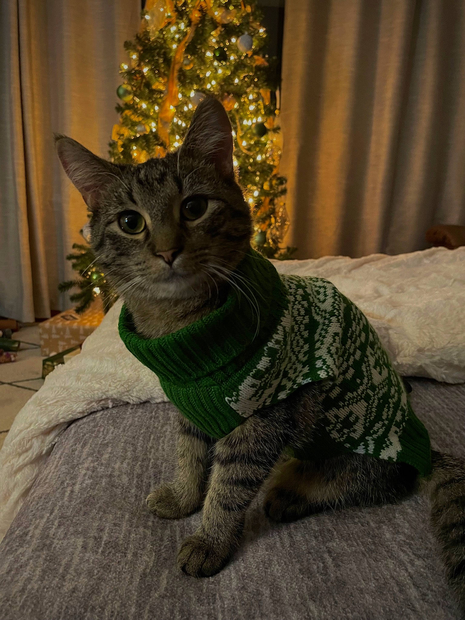 Appa is registered to the contest to win money with this photo: art, carnivore, cat, christmas_decoration, christmas_ornament, christmas_tree, curtain, domestic_short_haired_cat, fawn, felidae, fur, grey, holiday_ornament, plant, small_to_medium_sized_cats, snout, tail, tree, whiskers, window