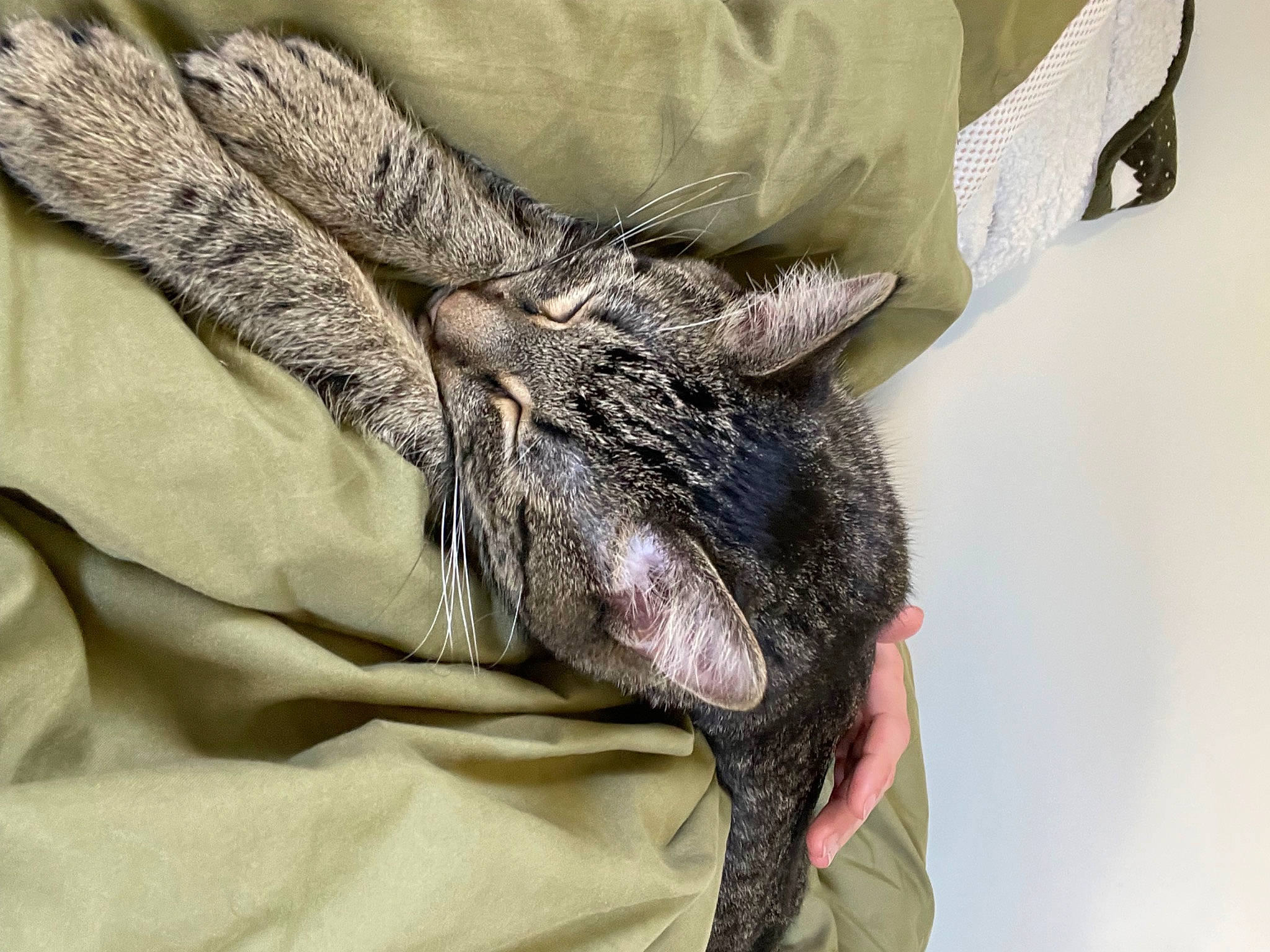 Appa is registered to the contest to win money with this photo: bed, cat, claw, comfort, domestic_short_haired_cat, felidae, foot, fur, gesture, grey, human_leg, linens, military_camouflage, nail, nap, pattern, sleep, small_to_medium_sized_cats, snout, whiskers