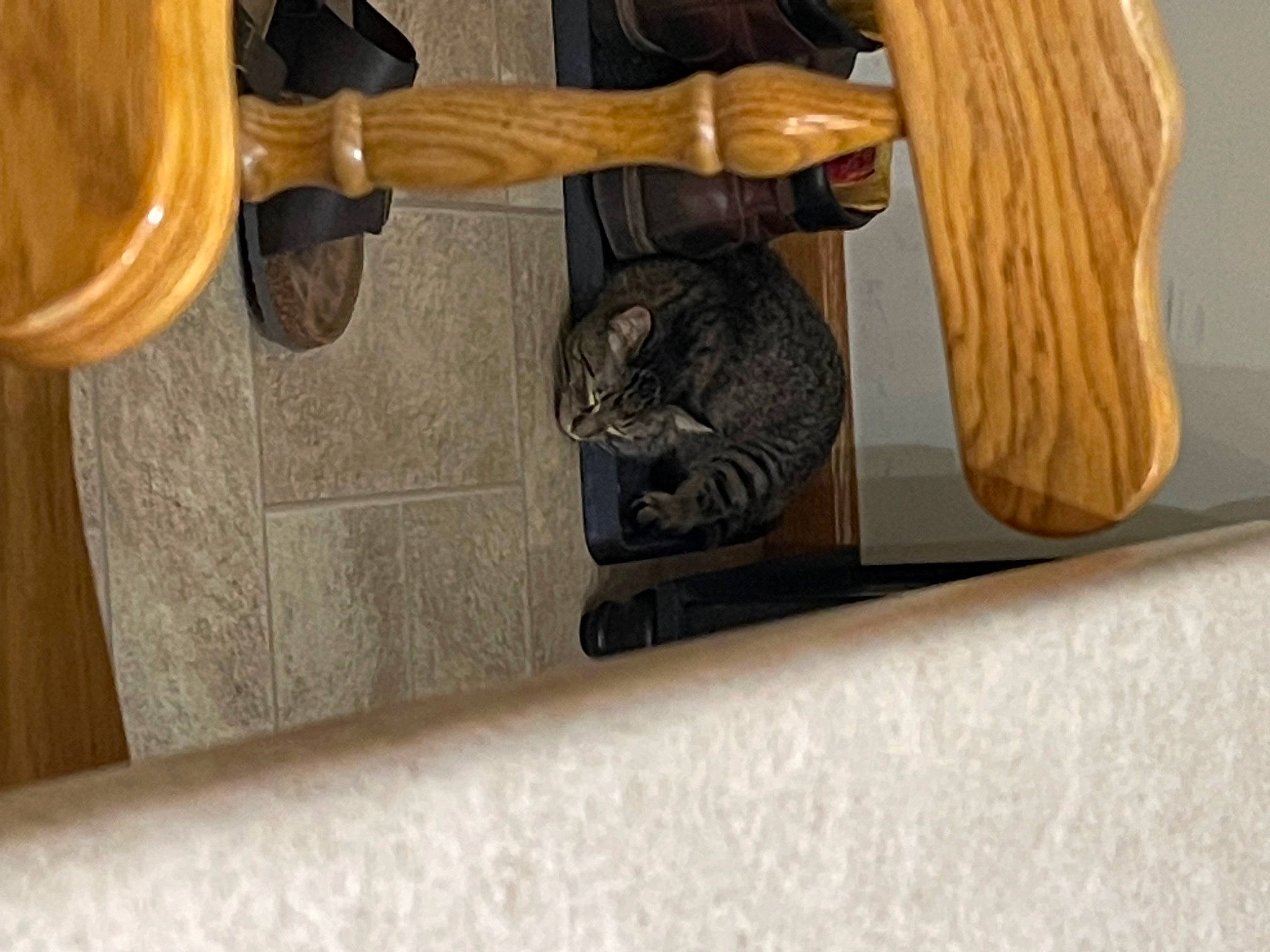 Appa joined the competition — help win amazing prizes! art, artifact, door_handle, felidae, flooring, hardwood, human_leg, metal, pattern, pedestal, plywood, rectangle, room, sculpture, statue, tail, varnish, wood, wood_stain, wrist