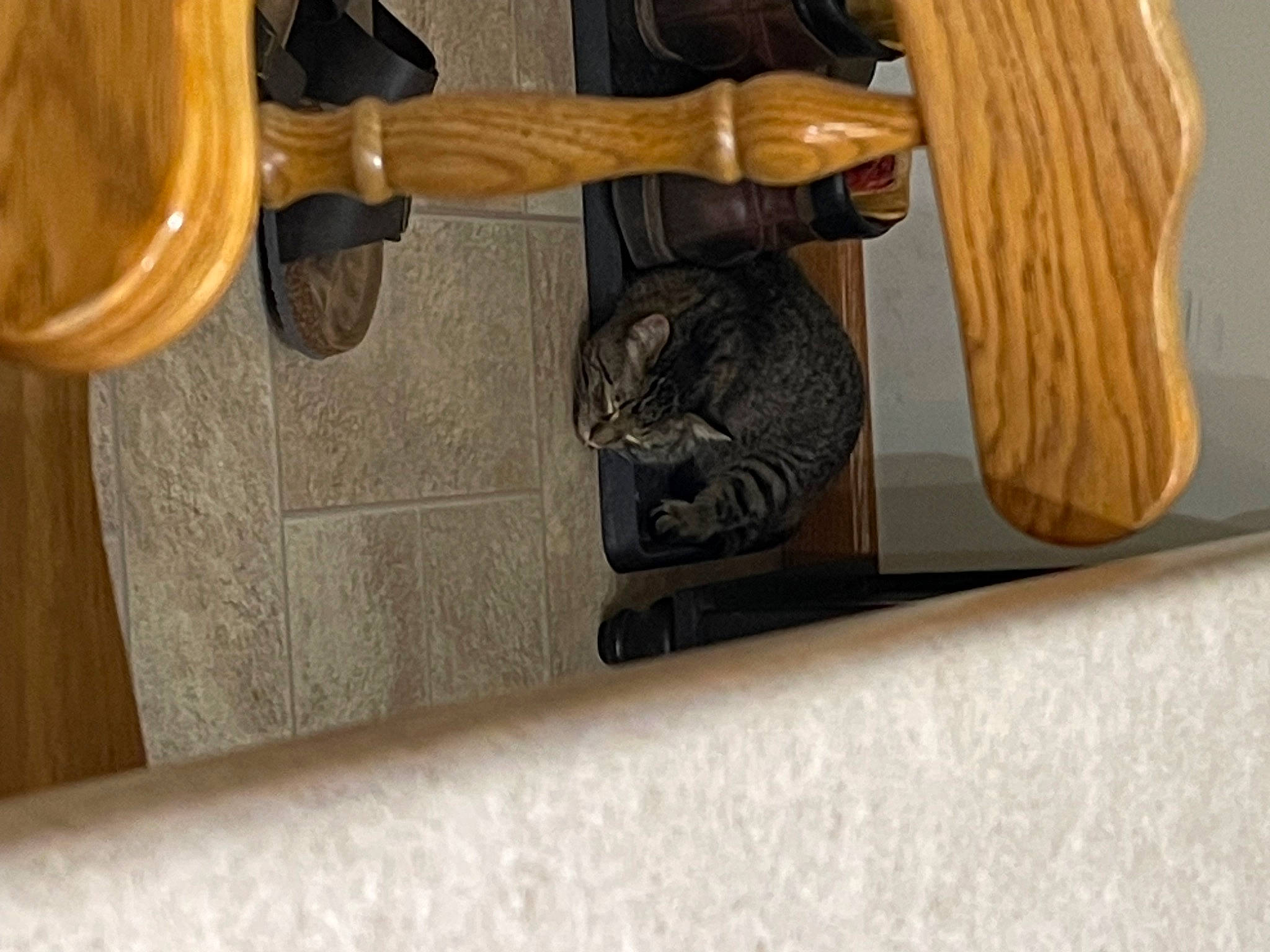 Appa is registered to the contest to win money with this photo: art, brown, carnivore, comfort, fawn, felidae, floor, flooring, hardwood, human_leg, metal, pattern, rectangle, room, sculpture, shoe, statue, varnish, wood, wood_stain