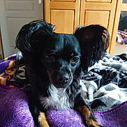 Pilou participe au concours pour gagner de l'argent avec cette photo : animal, bed, bedroom, blanket, cabinet, canine, chihuahua, closet, cockerspaniel, couch, cupboard, dog, door, furniture, indoors, papillon, pet, puppy, room, shelf