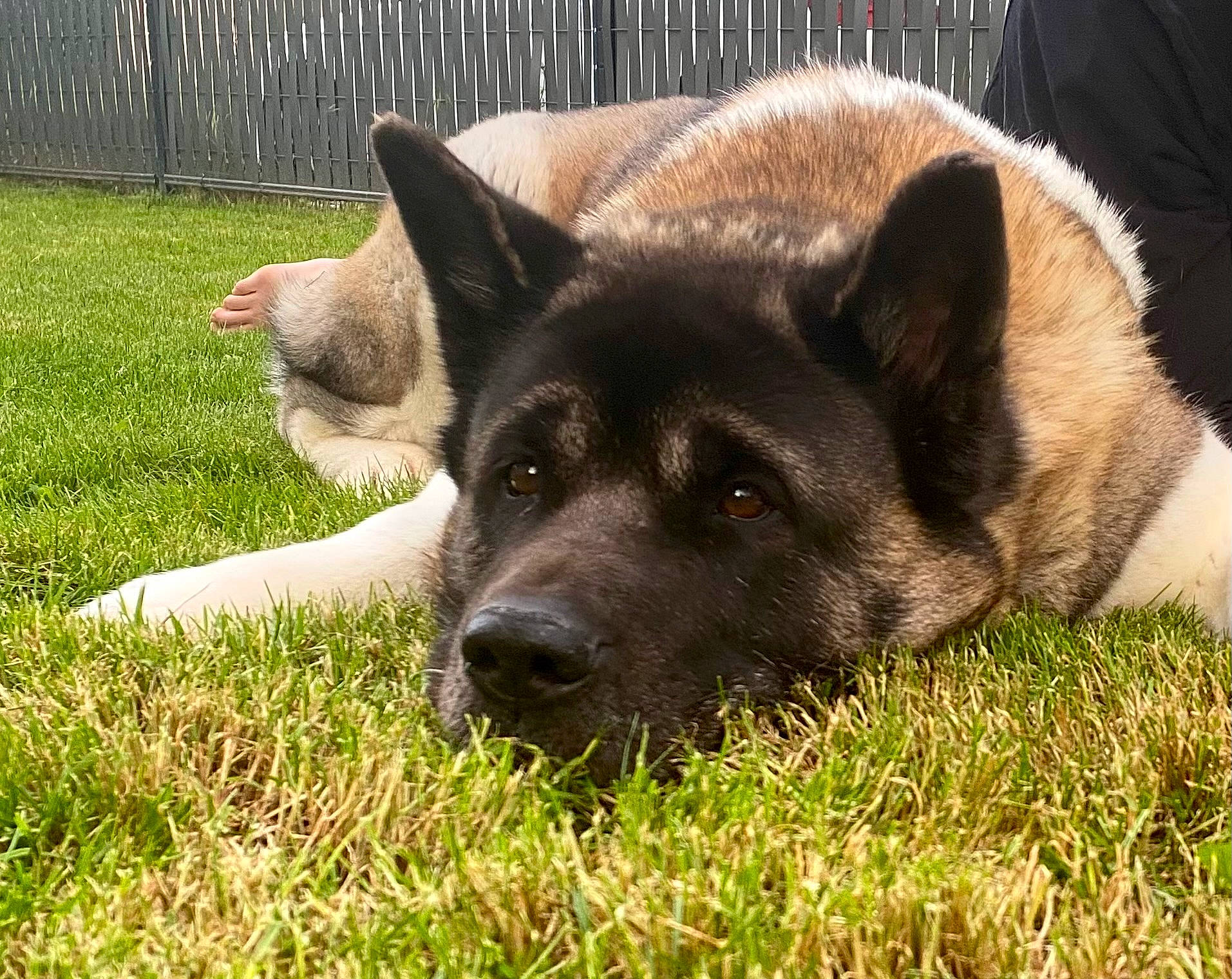 Neïka a rejoint le concours — aidez-le/la à gagner de superbes lots ! ancient_dog_breeds, canidae, carnivore, companion_dog, dog, dog_breed, eye, fawn, fence, fur, grass, non_sporting_group, snout, sporting_group, terrestrial_animal, whiskers, working_animal, working_dog