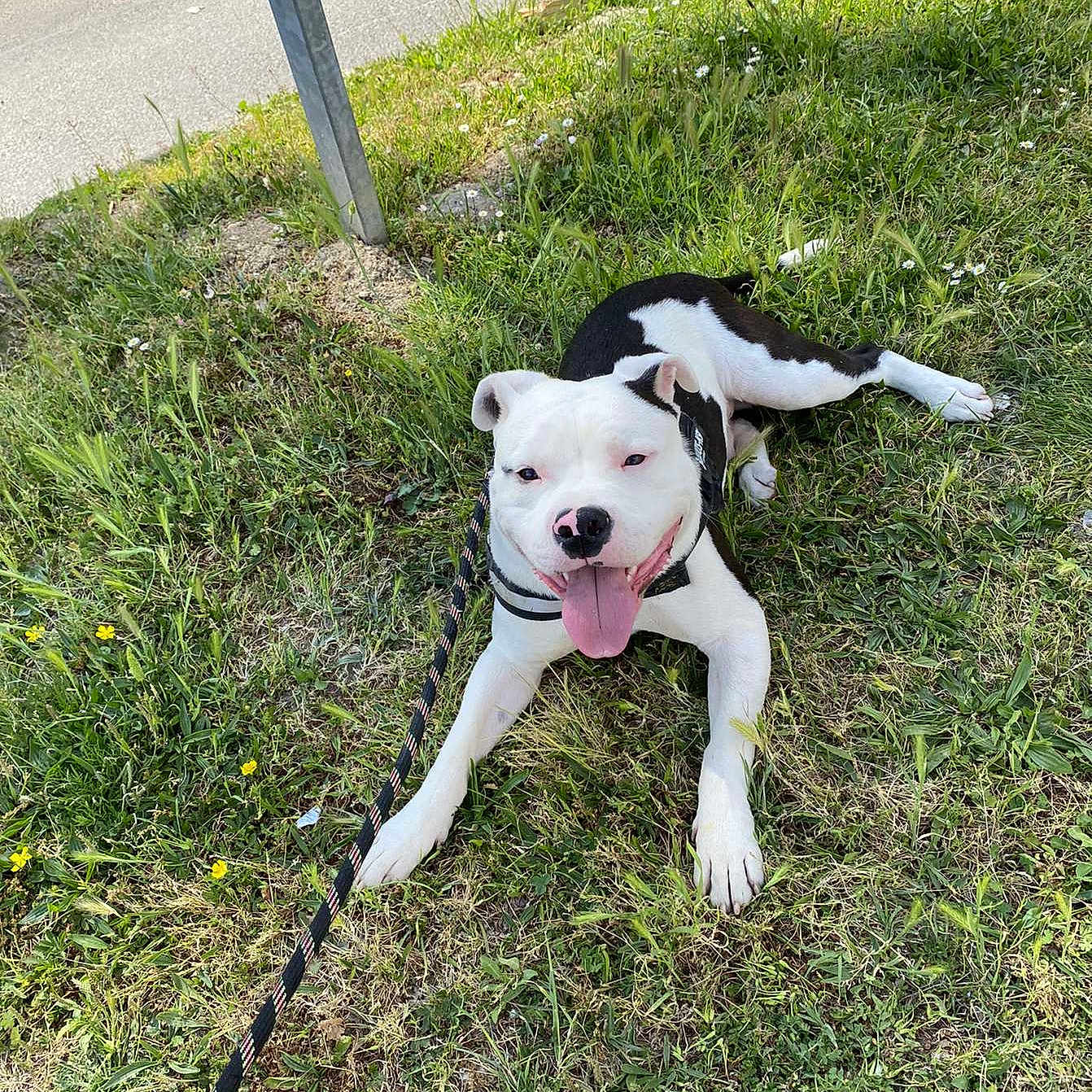 Rio participe au concours pour gagner de l'argent avec cette photo : animal, black_and_white, canine, cute, dog, domestic_animal, flower, grass, greenery, happy, leash, nature, outdoor, pet, playful, resting, sidewalk, summer, sunny_day, tongue_out