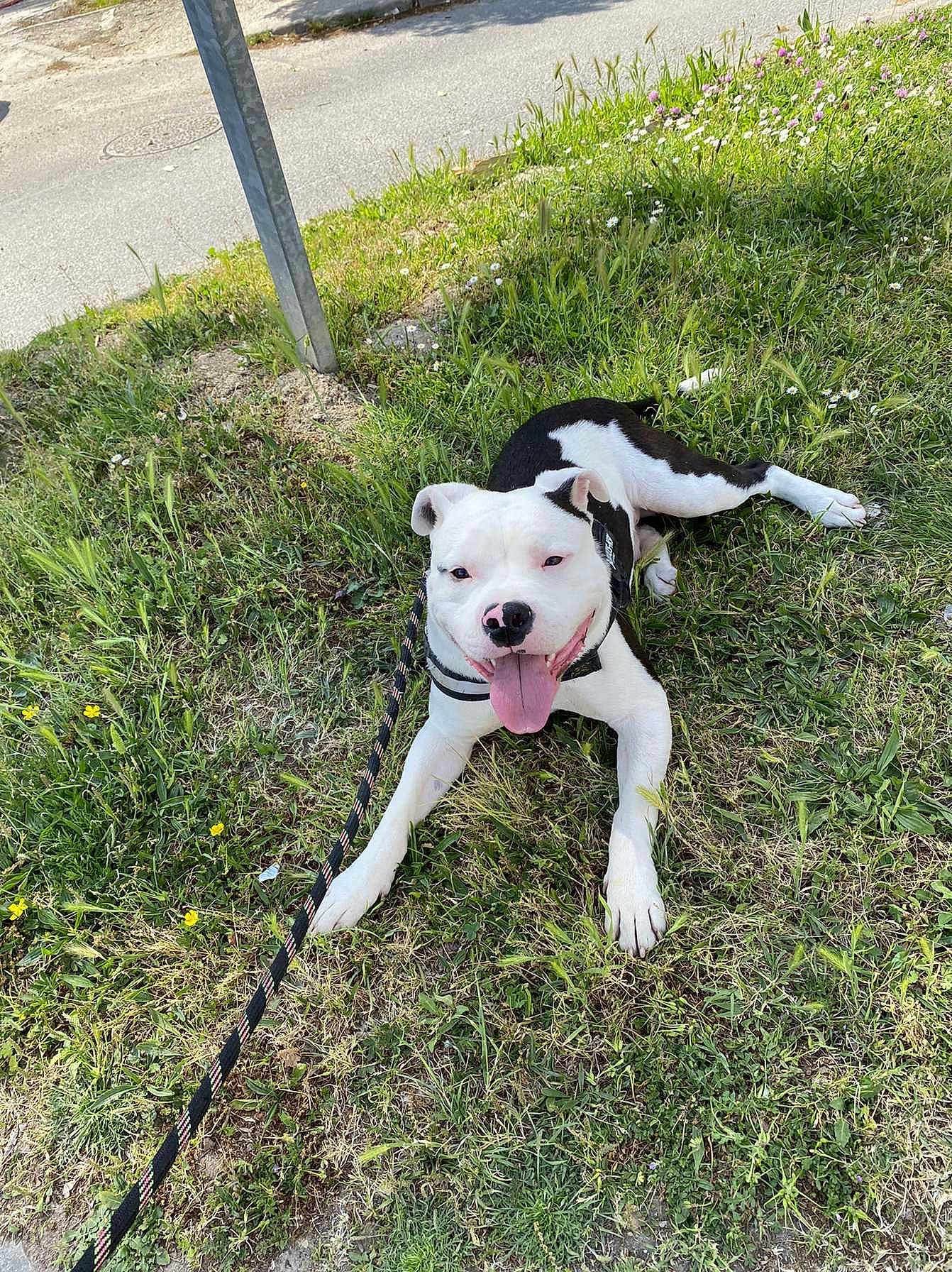 Rio participe au concours pour gagner de l'argent avec cette photo : dog, black_and_white, grass, leash, outdoor, happy, tongue_out, pet, canine, nature, sunny_day, flower, greenery, resting, animal, sidewalk, playful, summer, cute, domestic_animal