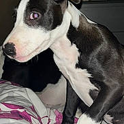 Kiara a rejoint le concours — aidez-le/la à gagner de superbes lots ! puppy, dog, black_and_white, bed, blanket, indoor, pet, animal, ears, face, paw, fur, cute, young, flash, string_lights, cozy, bedroom, pink, white