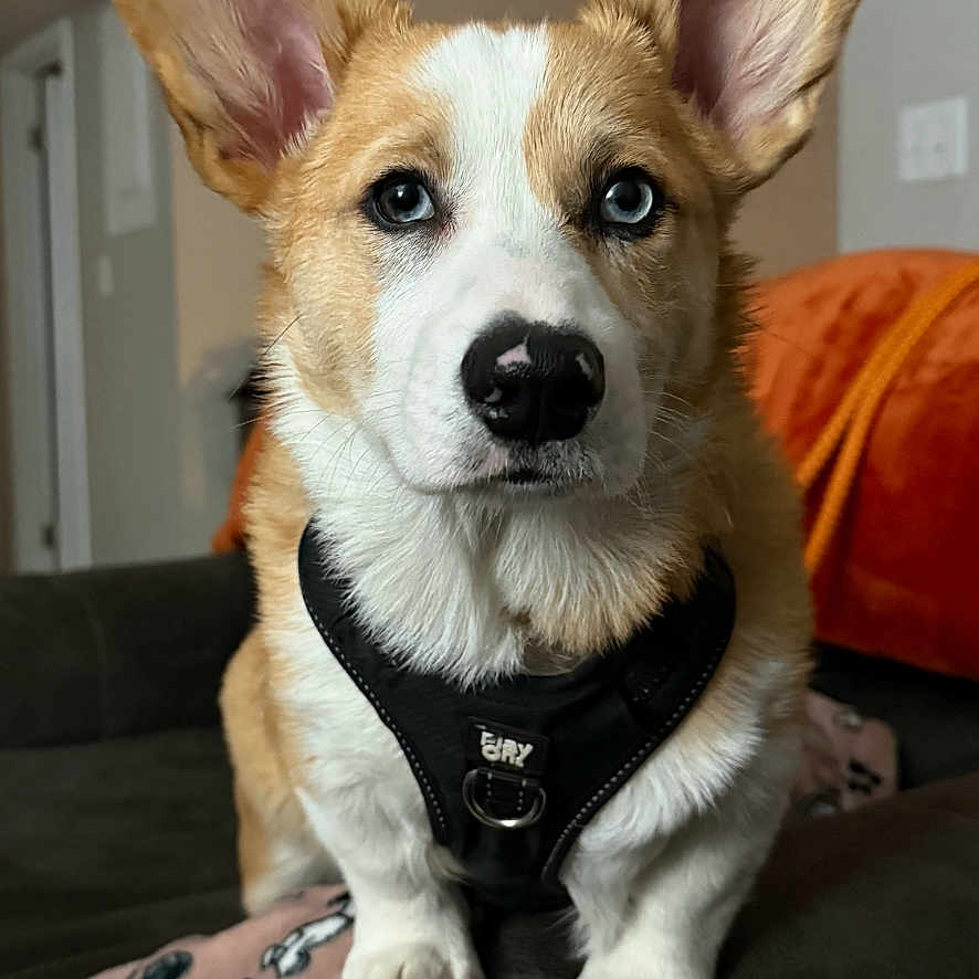 Bubbah J is registered to the contest to win money with this photo: alert, big_ears, black_harness, blanket, blue_eyes, close_up, collar, corgi, cute, dog, fur, indoor, living_room, nose, pet, portrait, puppy, sitting, sofa, whiskers