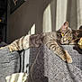 cat, tabby_cat, pet, sofa, cushion, sunlight, shadow, relaxed, yellow_eyes, whiskers, paw, fur, indoor, home_interior, cozy, lounging, upholstery, wall, toy, portrait
