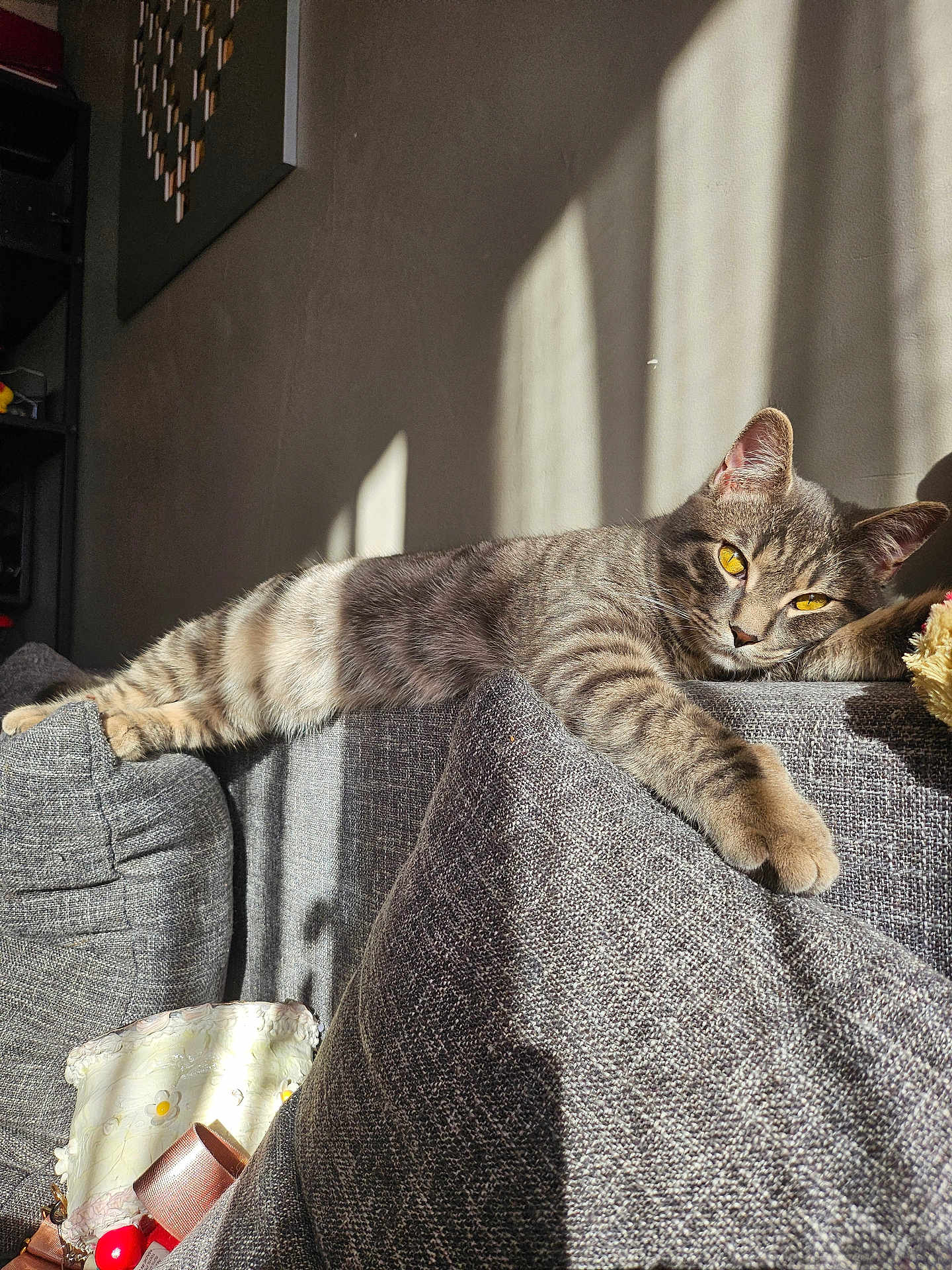 June participe au concours pour gagner de l'argent avec cette photo : cat, tabby_cat, pet, sofa, cushion, sunlight, shadow, relaxed, yellow_eyes, whiskers, paw, fur, indoor, home_interior, cozy, lounging, upholstery, wall, toy, portrait