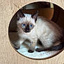 Moka a rejoint le concours — aidez-le/la à gagner de superbes lots ! animal, blue_eyes, cat, circular_opening, cozy, curious, cute, domestic_cat, fur, indoor, kitten, paws, pet, siamese, sitting, soft, tail, whiskers, wooden_cat_house, young