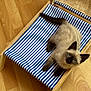 animal, blue_eyes, cat, chair, cute, domestic, fur, indoor, kitten, looking_up, mammal, paws, pet, relaxed, siamese, small, striped_fabric, whiskers, wooden_floor, young