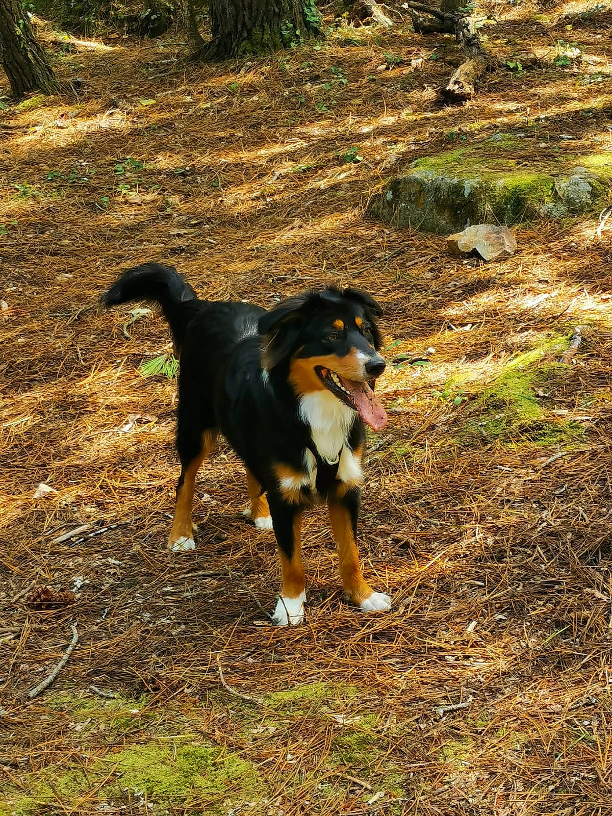 Tidjy a rejoint le concours — aidez-le/la à gagner de superbes lots ! adventure, carnivore, companion_dog, dog, dog_breed, grass, herding_dog, hound, hunting_dog, plant, soil, tail, terrestrial_animal, tree, working_animal, working_dog