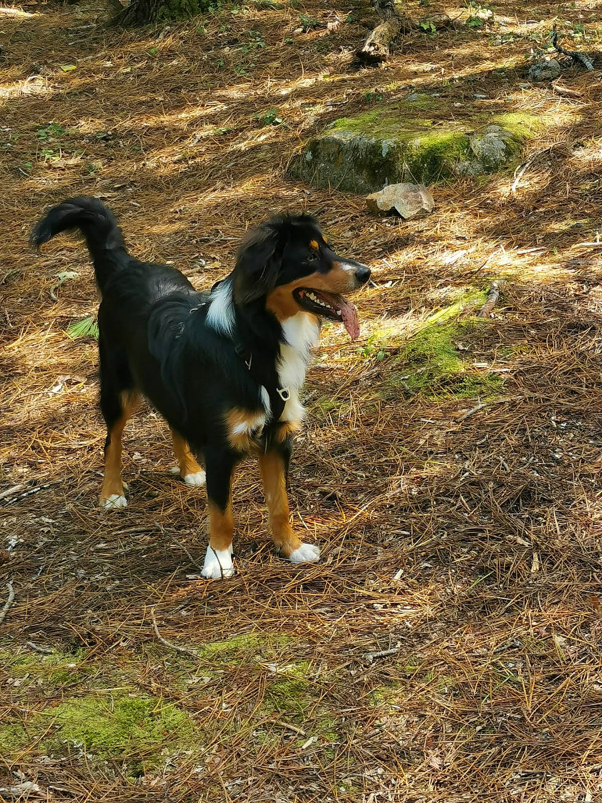 Tidjy participe au concours pour gagner de l'argent avec cette photo : canidae, carnivore, companion_dog, dog, dog_breed, fawn, grass, herding_dog, hound, hunting_dog, plant, snout, soil, sporting_group, tail, terrestrial_animal, working_animal, working_dog