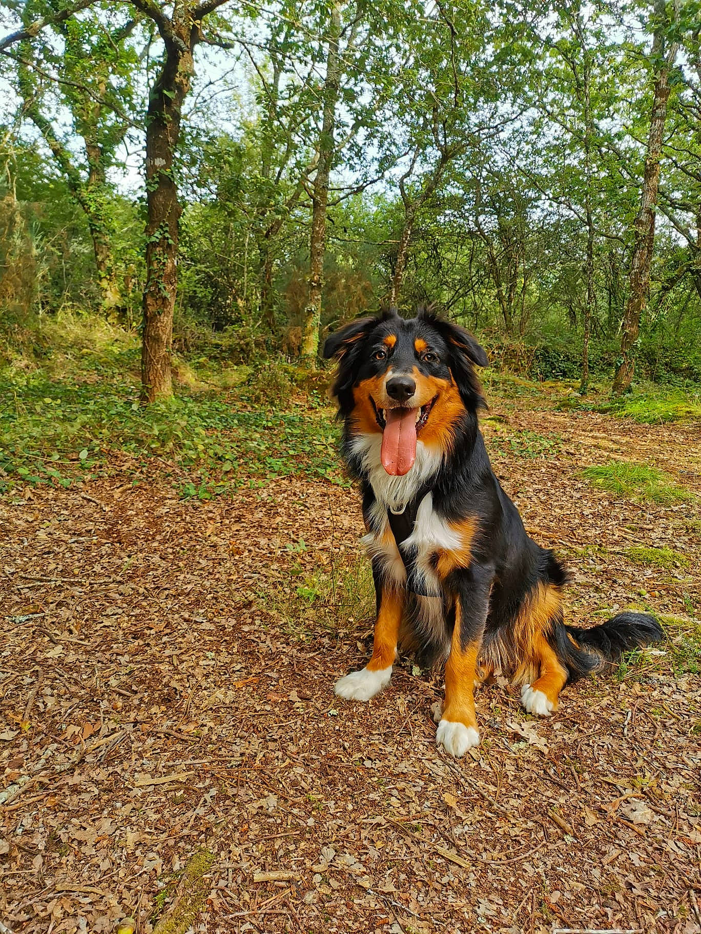 Tidjy a rejoint le concours — aidez-le/la à gagner de superbes lots ! bernese_mountain_dog, canidae, carnivore, companion_dog, dog, dog_breed, giant_dog_breed, herding_dog, hunting_dog, northern_hardwood_forest, plant, sporting_group, tail, temperate_broadleaf_and_mixed_forest, tree, working_dog