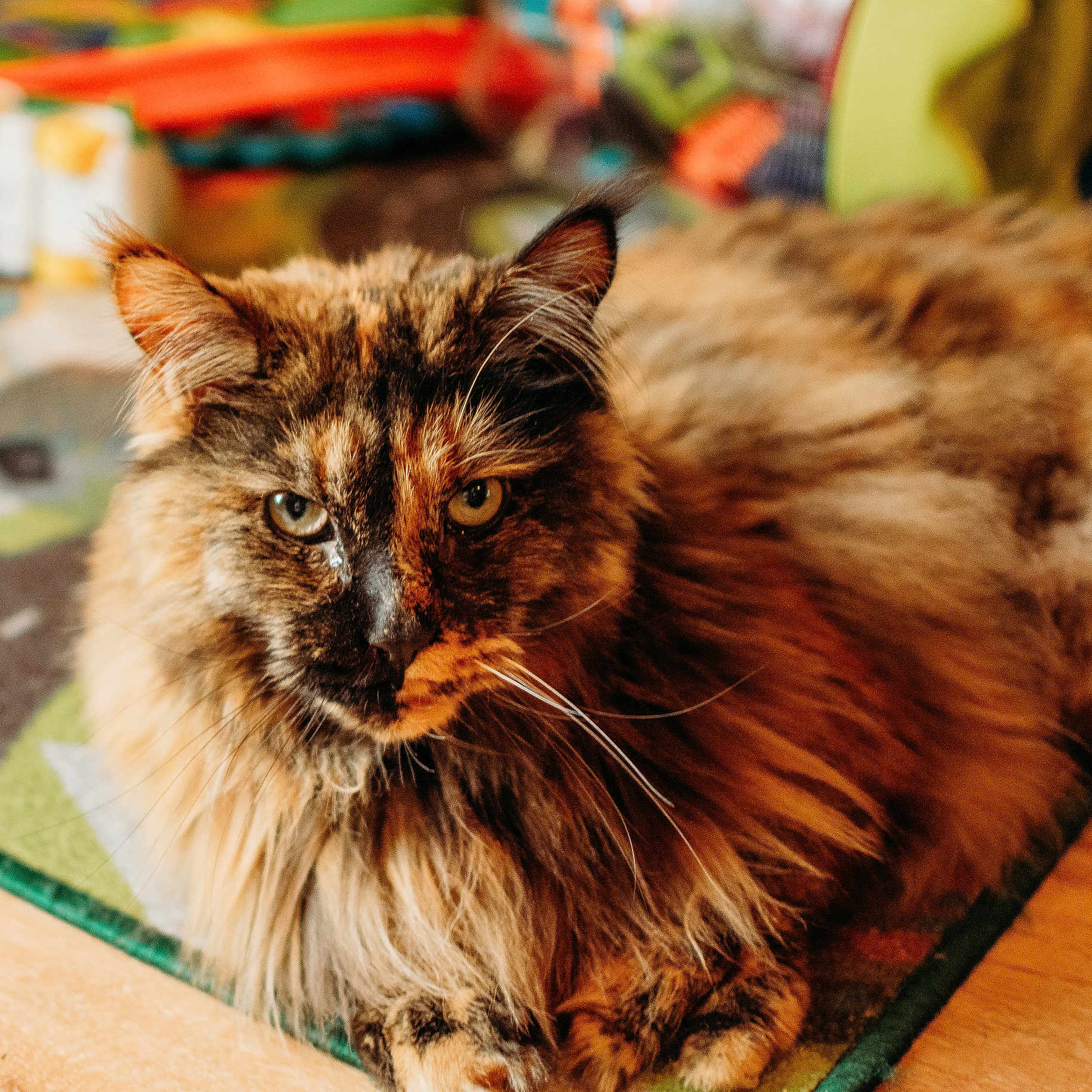 Narnia joined the competition — help win amazing prizes! abyssinian, angora, animal, architecture, brasssection, cat, couch, furniture, hardwood, horn, indoors, interiordesign, kitten, manx, musicalinstrument, pet, plywood, siamese, stainedwood, wood