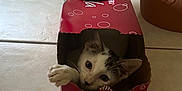 Maverick joined the competition — help win amazing prizes! cat, box, red_box, soda_box, curious, paw, kitten, floor, tile_floor, indoor, pet, animal, playful, home, container, cute, white_cat, tabby_cat, face, ears