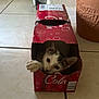 cat, box, red_box, soda_box, curious, paw, kitten, floor, tile_floor, indoor, pet, animal, playful, home, container, cute, white_cat, tabby_cat, face, ears
