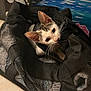 kitten, cat, pet, black_bag, mesh, curious, indoor, playful, whiskers, ears, face, floor, painting, colorful, background, animal, young, small, feline, cute