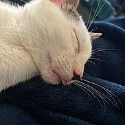 Maverick joined the competition — help win amazing prizes! animal, blanket, cat, close_up, cozy, cute, domestic, ear, fur, indoor, nap, peaceful, pet, relaxation, resting, sleeping, soft, tongue_out, whiskers, white_cat