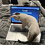 Maverick joined the competition — help win amazing prizes! black_spot, blanket, cat, computer, cozy, curious, electronics, feline, google, home, indoor, keyboard, laptop, pet, remote_control, screen, soft_texture, technology, web_browser, white_cat
