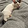 Maverick is registered to the contest to win money with this photo: animal, black_spots, cat, closed_eyes, cozy, cute, domestic_cat, ears, feline, fluffy_blanket, fur, indoor, nap, paw, pet, relaxed, resting, sleeping, soft_texture, white_cat