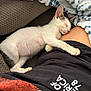 kitten, sleeping, cat, pet, nap, cozy, blanket, human_lap, fur, whiskers, cute, indoor, resting, comfort, animal, small, soft, relaxation, closeup, domestic