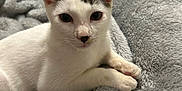 Maverick joined the competition — help win amazing prizes! animal, blanket, cat, comfort, cozy, cute, ears, eyes, feline, fur, indoor, kitten, laying, paws, pet, resting, soft, tabby, white, young