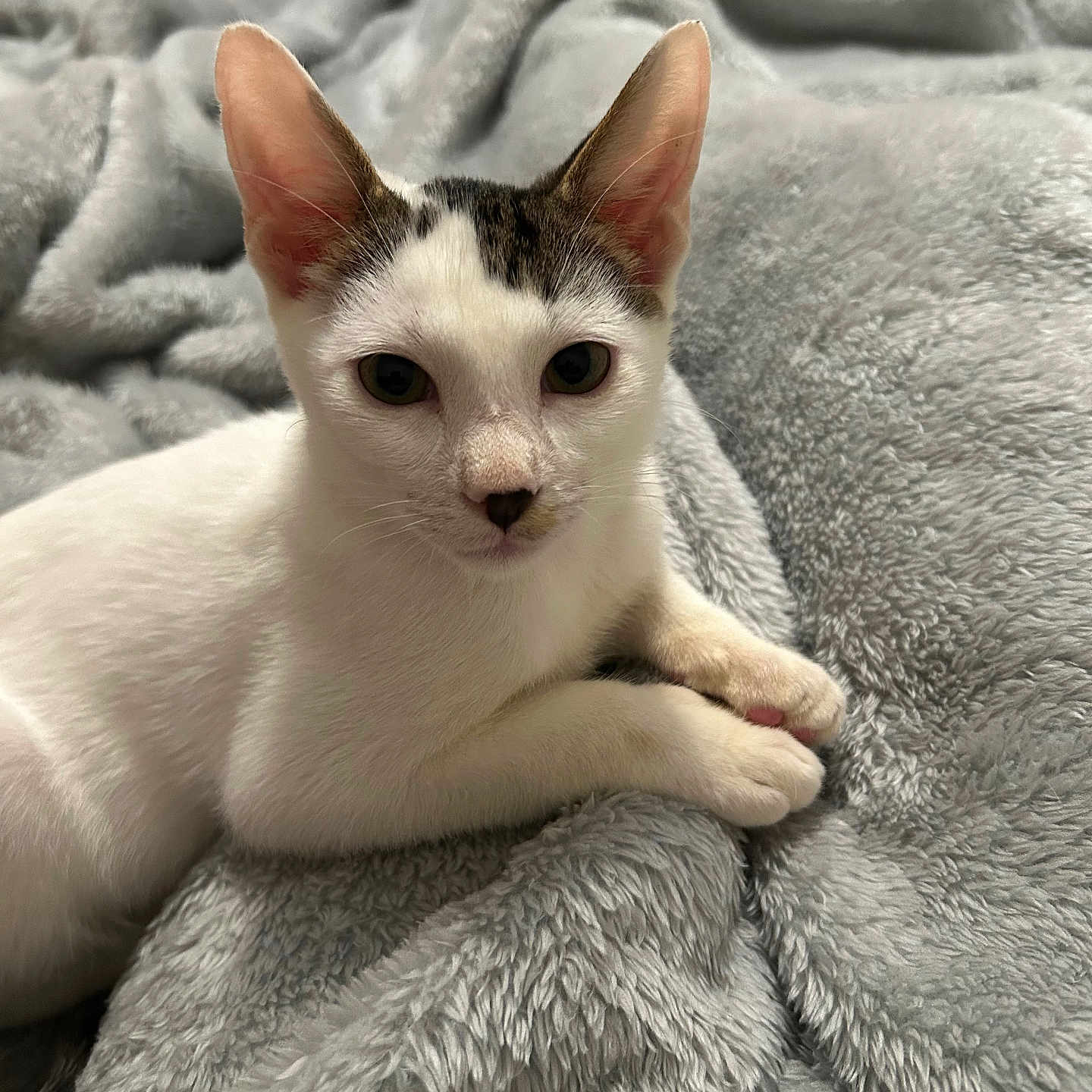 Maverick joined the competition — help win amazing prizes! animal, blanket, cat, comfort, cozy, cute, ears, eyes, feline, fur, indoor, kitten, laying, paws, pet, resting, soft, tabby, white, young
