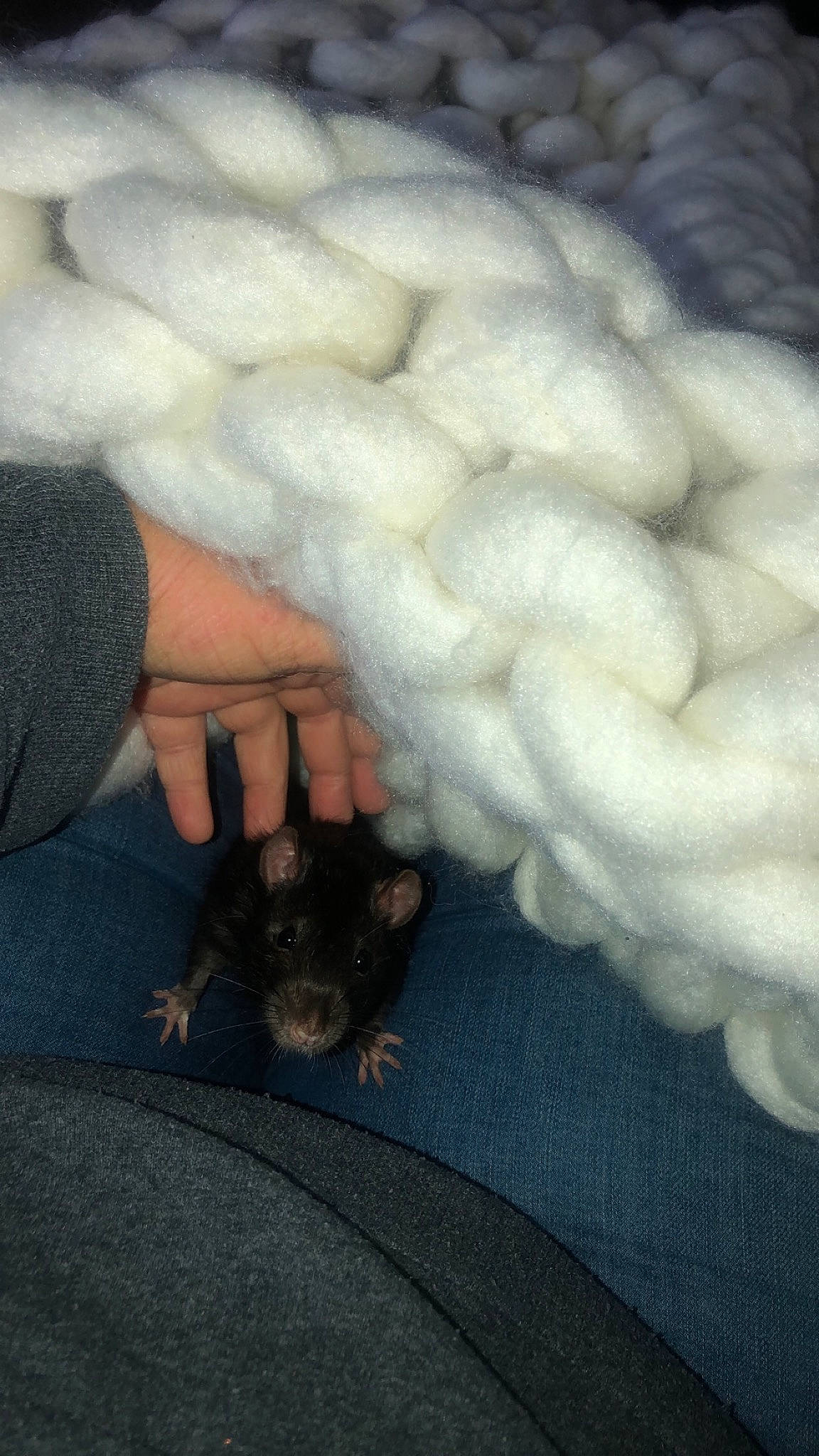 Bumble is registered to the contest to win money with this photo: canidae, claw, fawn, fur, hand, leg, paw, rat, tail