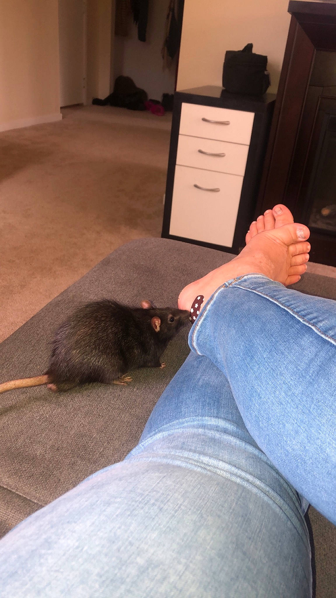 Bumble is registered to the contest to win money with this photo: cat, floor, flooring, jeans, leg