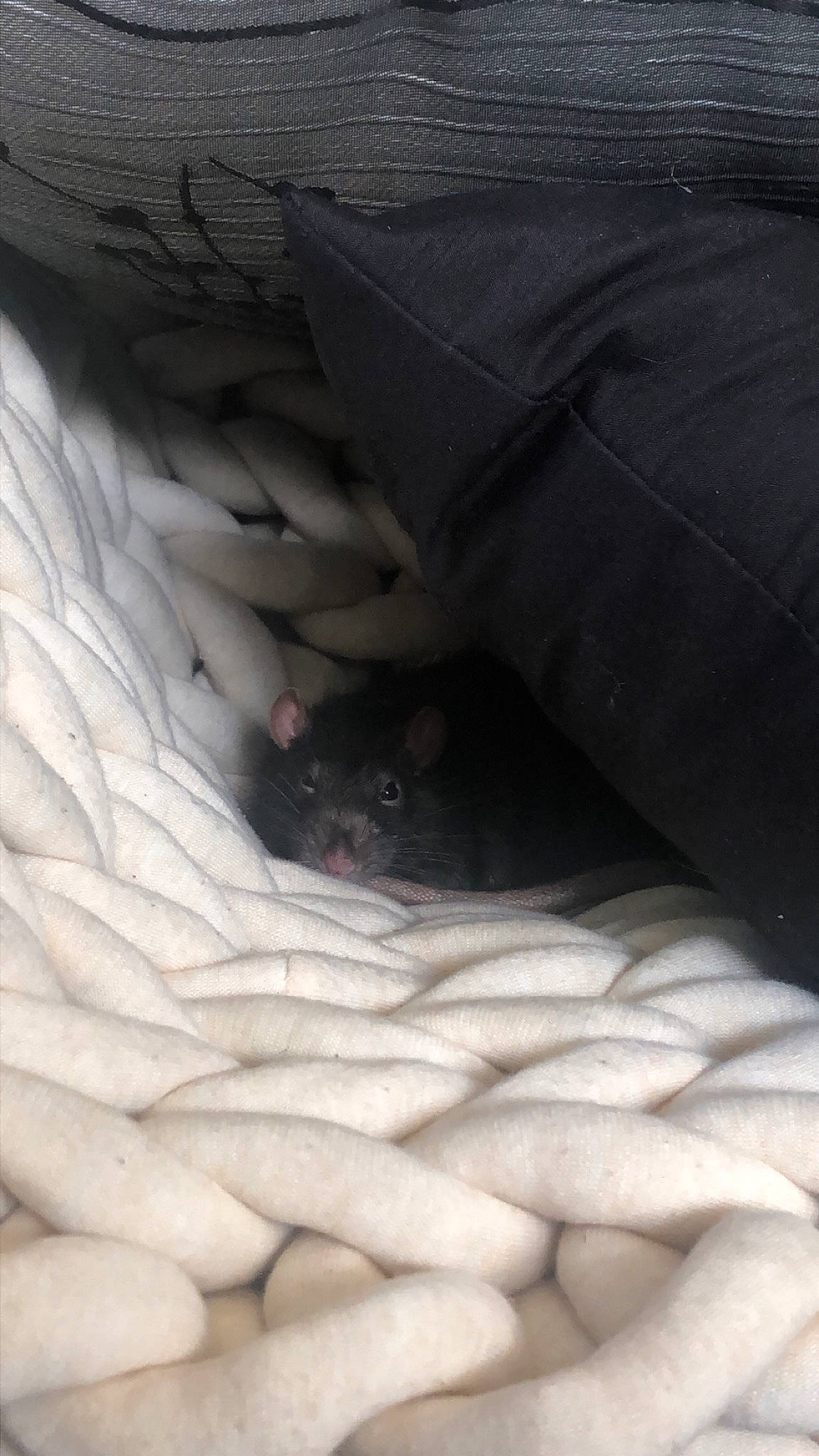 Bumble is registered to the contest to win money with this photo: cat, fawn, hand, mouth, nose, rat, snout, whiskers