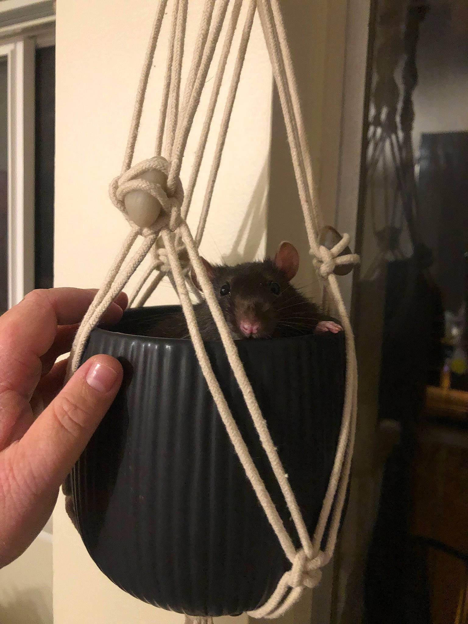 Bumble joined the competition — help win amazing prizes! curtain, interior_design, rope