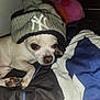 Louie joined the competition — help win amazing prizes! dog, chihuahua, hat, knit_hat, pom_pom, bed, blanket, indoor, pet, cute, animal, resting, small_dog, fur, paw, face, sleepy, white_dog, cozy, plush_toy