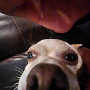 Louie is registered to the contest to win money with this photo: dog, close_up, nose, face, whiskers, hand, indoor, pet, animal, brown, black, white, candid, blurry, furry, snout, ears, eye, fur, companion