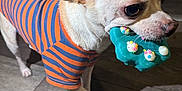Louie is registered to the contest to win money with this photo: dog, small_dog, toy, striped_shirt, orange, blue, indoor, wooden_floor, pet, animal, cute, playing, mouth, colorful, decorated, standing, fur, ears, floor, domestic