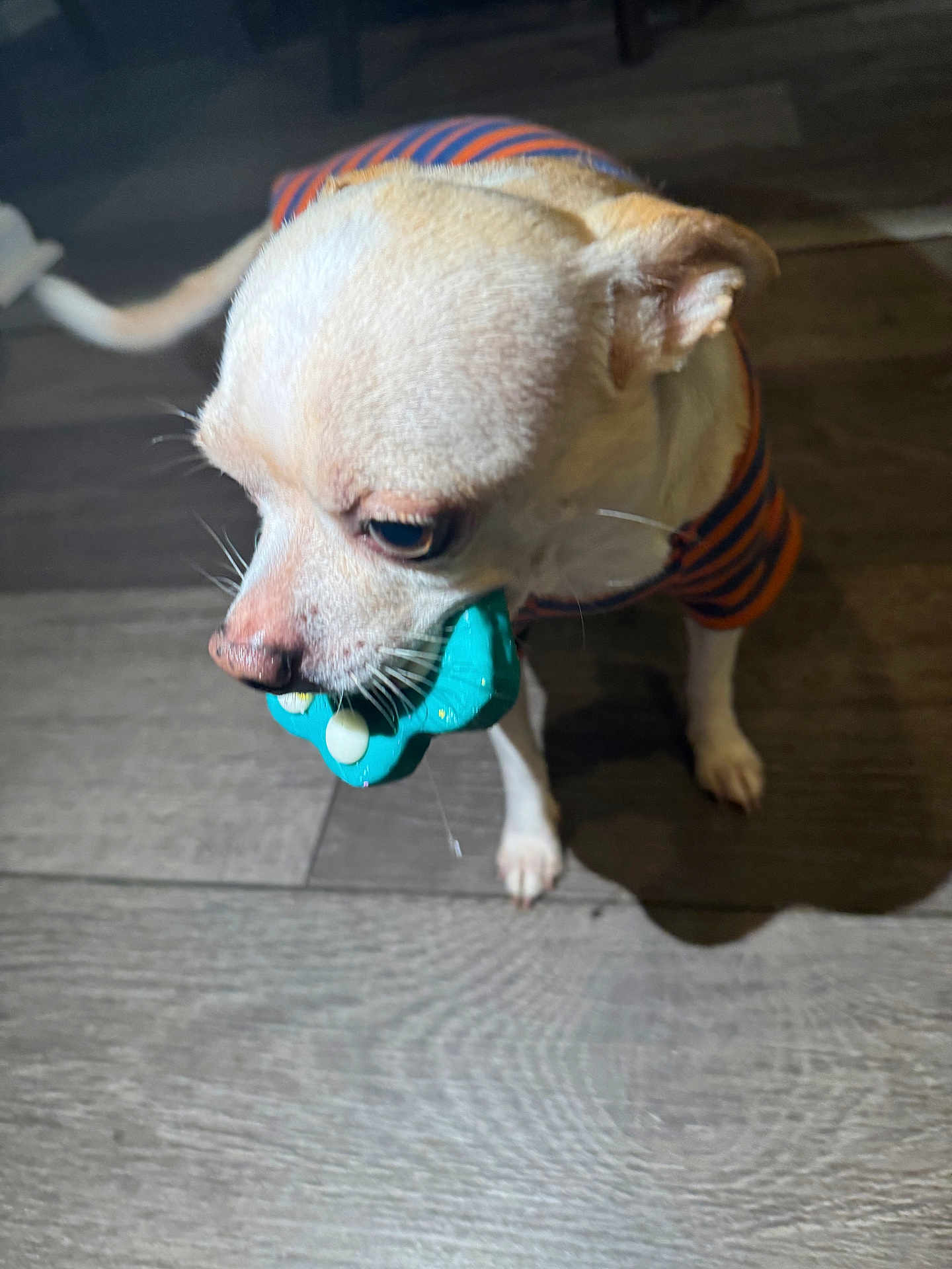 Louie is registered to the contest to win money with this photo: dog, toy, striped_shirt, small_dog, pet, indoor, wooden_floor, playful, mouth, animal, canine, whiskers, ears, tail, shadow, flooring, domestic_animal, cute, standing, closeup