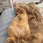 Memo is registered to the contest to win money with this photo: cat, orange_cat, fluffy, sleeping, relaxed, bed, blanket, cozy, feline, pet, indoor, cute, fur, paws, tail, resting, domestic_animal, animal, comfort, sleep