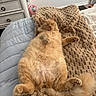 cat, orange_cat, fluffy, sleeping, relaxed, bed, blanket, cozy, feline, pet, indoor, cute, fur, paws, tail, resting, domestic_animal, animal, comfort, sleep