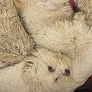 Kyo joined the competition — help win amazing prizes! dog, white_dog, fluffy, pet, lying_down, blanket, cozy, indoor, relaxed, cute, fur, canine, nap, resting, bed, comfort, animal, upside_down, sleepy, domestic
