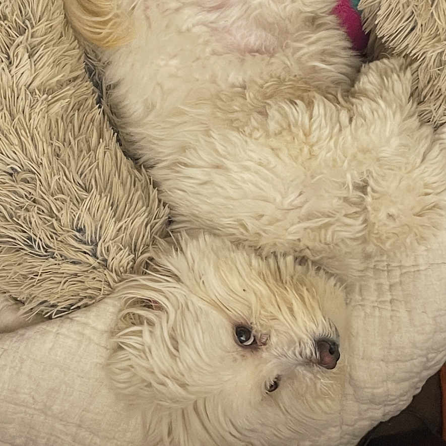Kyo joined the competition — help win amazing prizes! dog, white_dog, fluffy, pet, lying_down, blanket, cozy, indoor, relaxed, cute, fur, canine, nap, resting, bed, comfort, animal, upside_down, sleepy, domestic