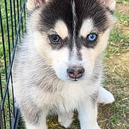 Brownie a rejoint le concours — aidez-le/la à gagner de superbes lots ! adorable, animal, blue_eye, brown_eye, canine, cute, dog, ears, fence, fur, grass, heterochromia, husky, nose, outdoor, paw, pet, puppy, sitting, young