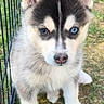 adorable, animal, blue_eye, brown_eye, canine, cute, dog, ears, fence, fur, grass, heterochromia, husky, nose, outdoor, paw, pet, puppy, sitting, young