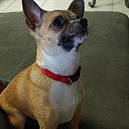 Cookie joined the competition — help win amazing prizes! dog, small_dog, chihuahua, pet, collar, indoor, furniture, tile_floor, brown_fur, white_chest, alert, sitting, looking_up, ears_up, close_up, animal, companion, cute, domestic, canine