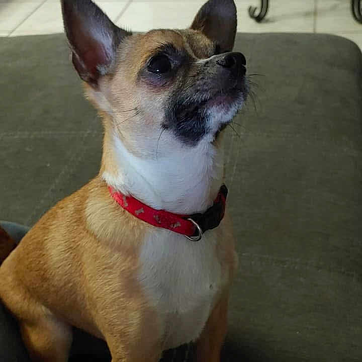 Cookie joined the competition — help win amazing prizes! alert, animal, brown_fur, canine, chihuahua, close_up, collar, companion, cute, dog, domestic, ears_up, furniture, indoor, looking_up, pet, sitting, small_dog, tile_floor, white_chest