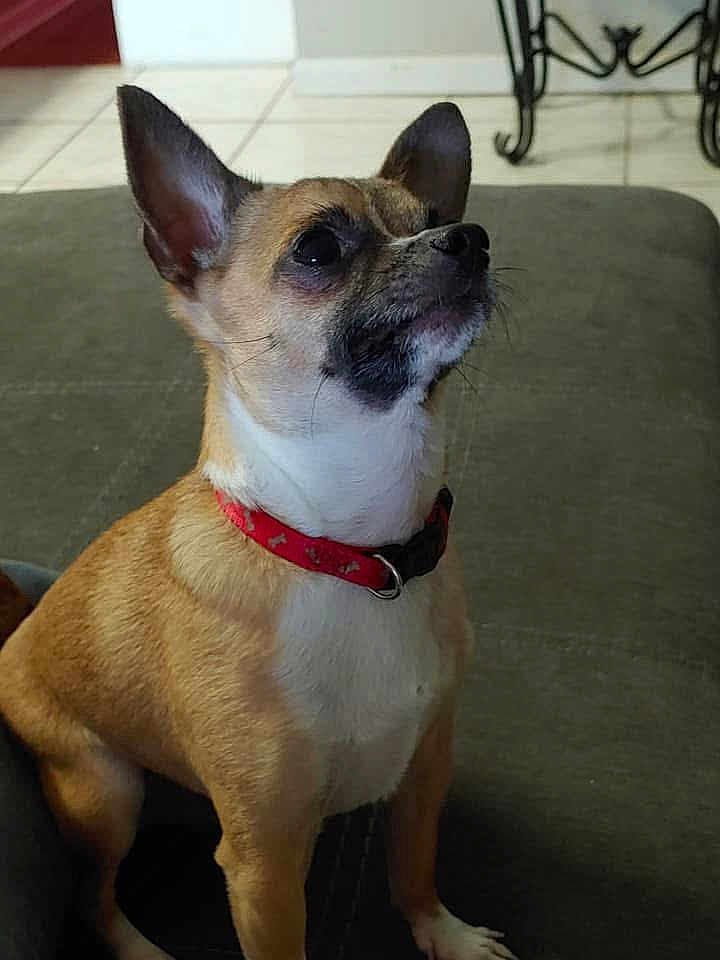 Cookie joined the competition — help win amazing prizes! dog, small_dog, chihuahua, pet, collar, indoor, furniture, tile_floor, brown_fur, white_chest, alert, sitting, looking_up, ears_up, close_up, animal, companion, cute, domestic, canine
