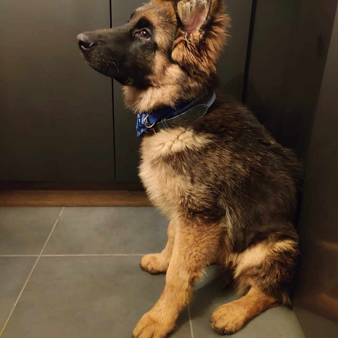 Vacky participe au concours pour gagner de l'argent avec cette photo : animal, canine, dog, germanshepherd, pet, policedog, puppy, snout