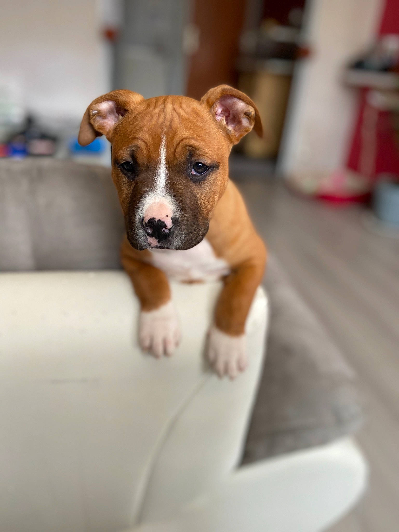 Chica a rejoint le concours — aidez-le/la à gagner de superbes lots ! american_pit_bull_terrier, american_staffordshire_terrier, canidae, carnivore, companion_dog, dog, dog_breed, fawn, mammal, non_sporting_group, puppy, rare_breed_dog, snout, sporting_group, staffordshire_bull_terrier, valley_bulldog, vertebrate