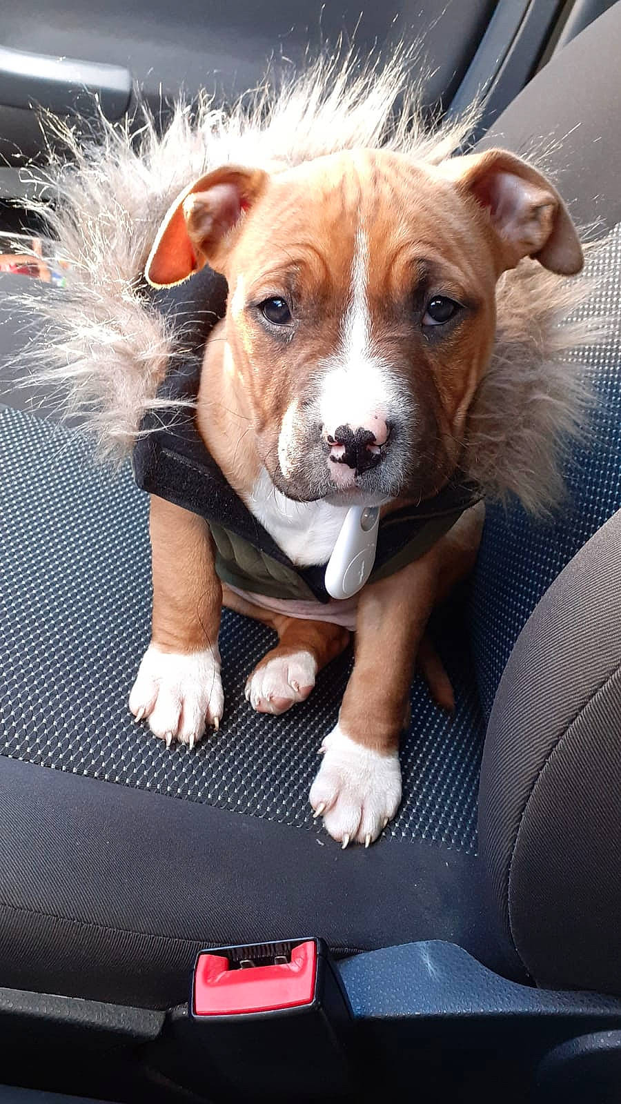 Chica participe au concours pour gagner de l'argent avec cette photo : american_pit_bull_terrier, american_staffordshire_terrier, canidae, carnivore, companion_dog, dog, dog_breed, fawn, mammal, non_sporting_group, pit_bull, puppy, rare_breed_dog, snout, sporting_group, staffordshire_bull_terrier, terrier, vertebrate